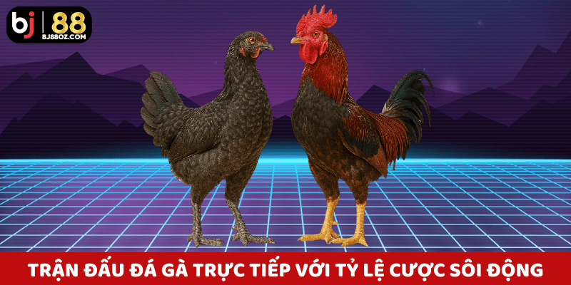 Trận đấu đá gà trực tiếp với tỷ lệ cược sôi động tại đá gà BJ88.