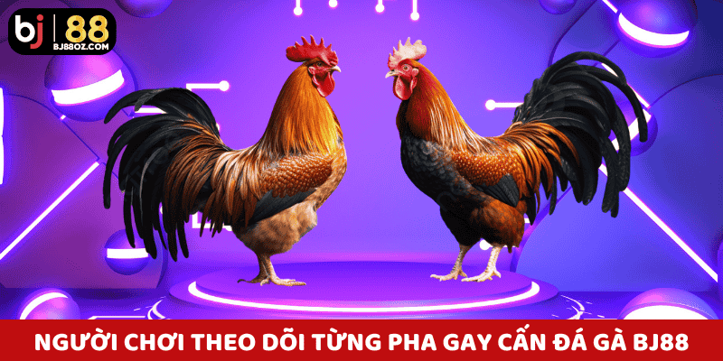 Người chơi theo dõi từng pha gay cấn trong chuyên mục đá gà BJ88.